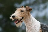 FOX TERRIER 657